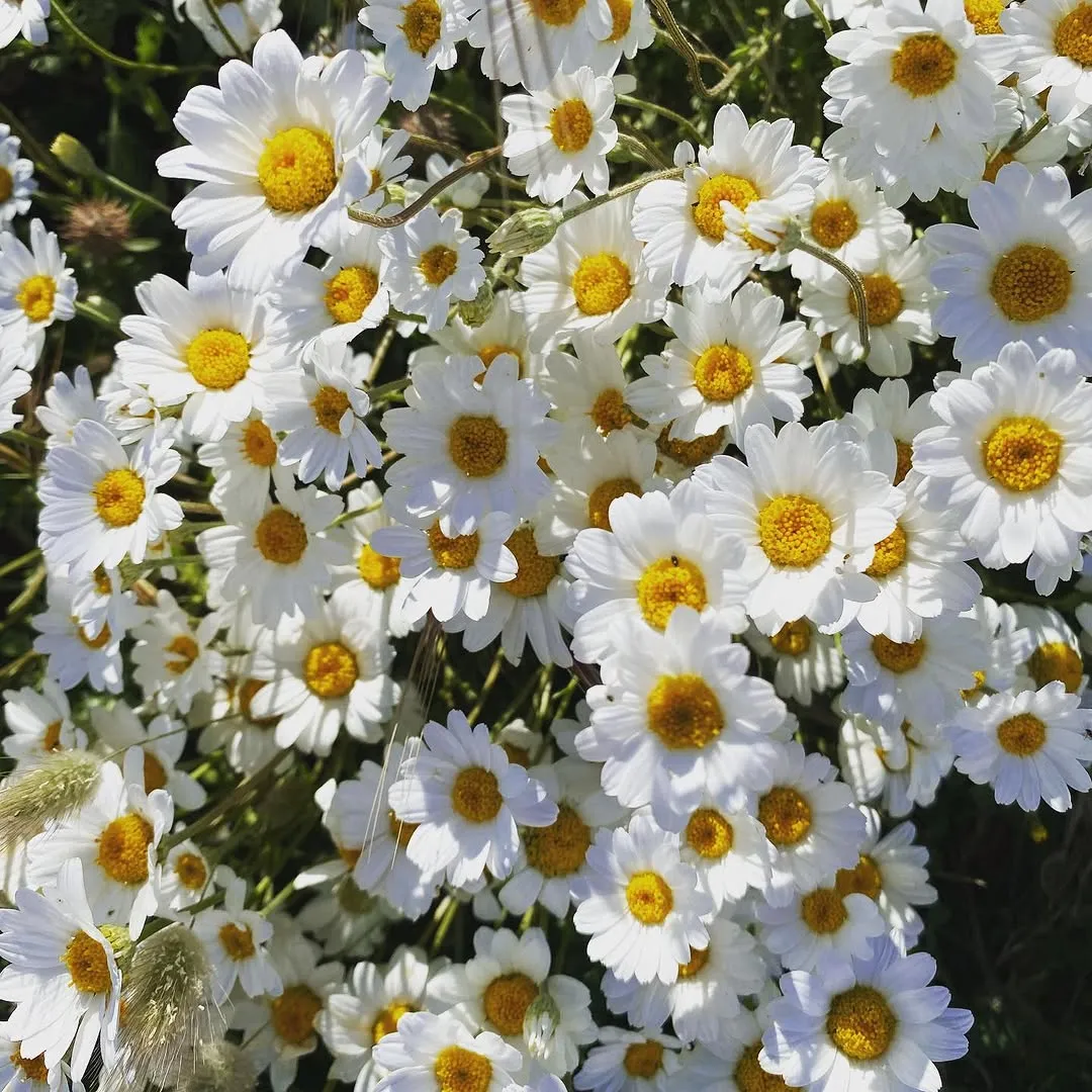 Marguerites, clin d'oeil au prénom et à la douceur d'Athéna